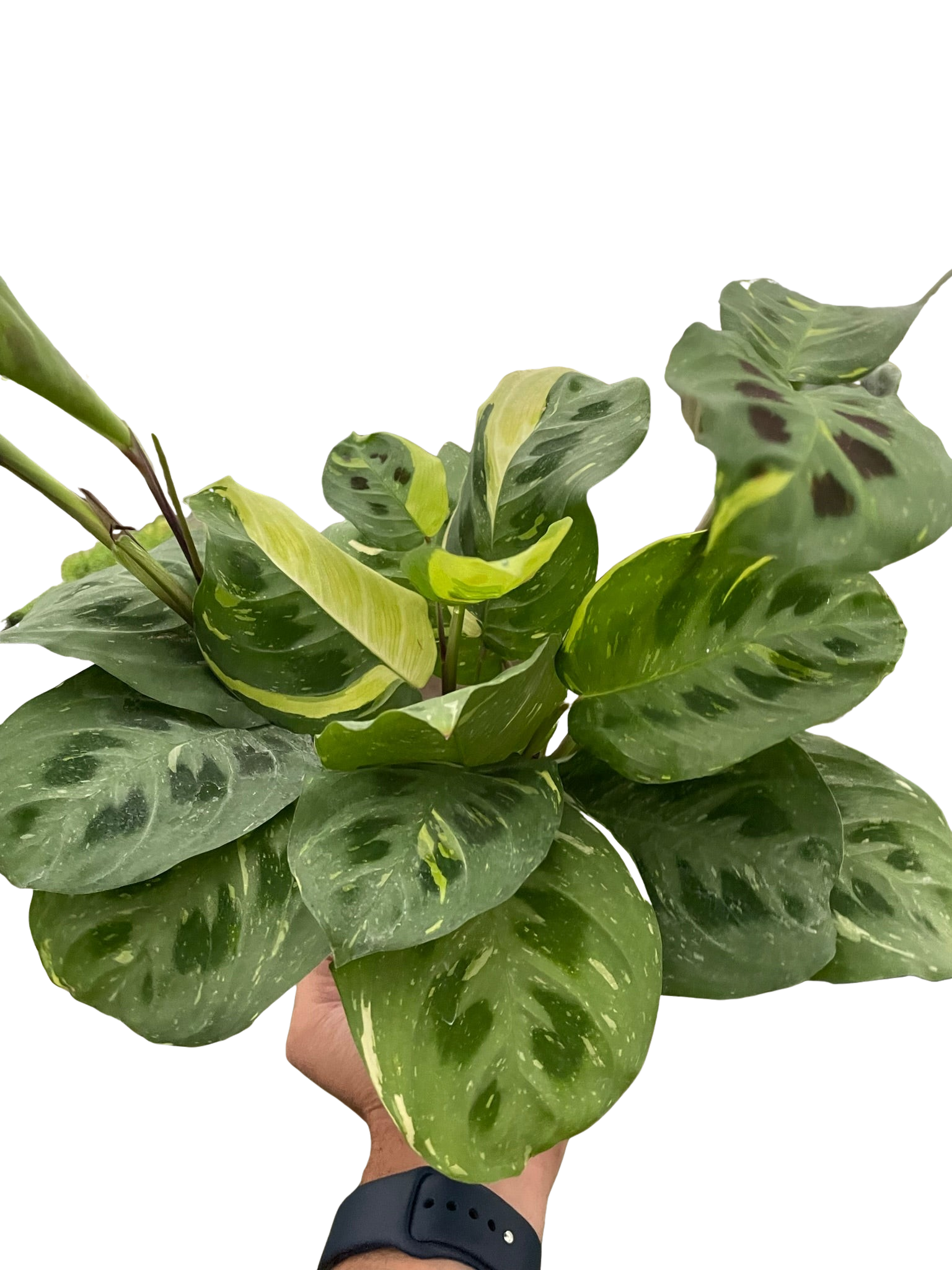 Prayer Plant, Maranta Leuconeura Variegated 'Beauty Kim', Live Houseplant, Indoor Plant