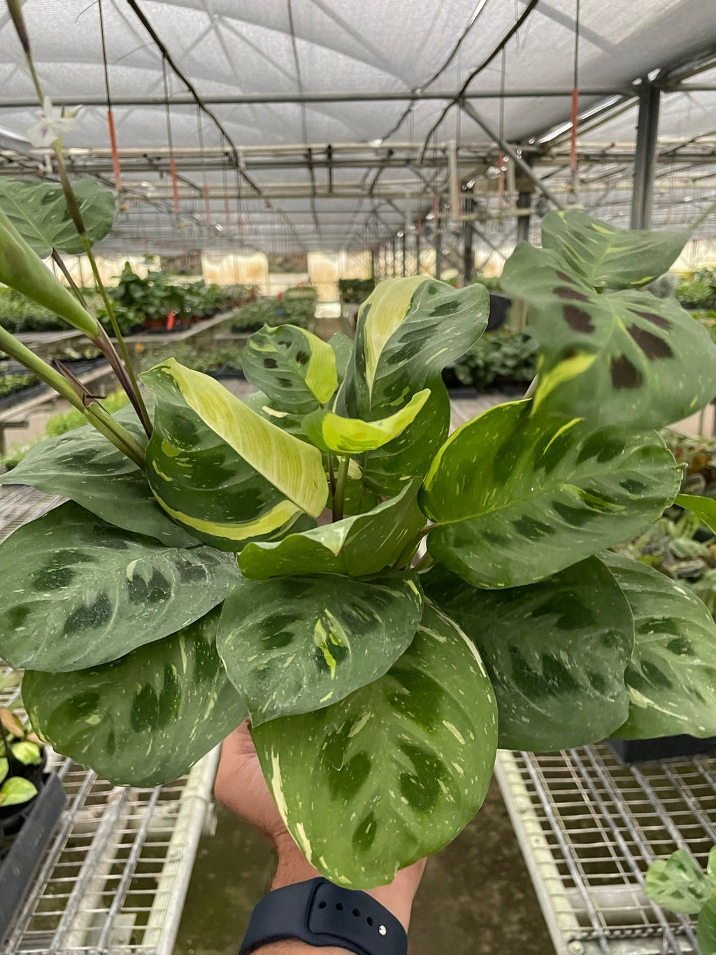 Prayer Plant, Maranta Leuconeura Variegated 'Beauty Kim', Live Houseplant, Indoor Plant