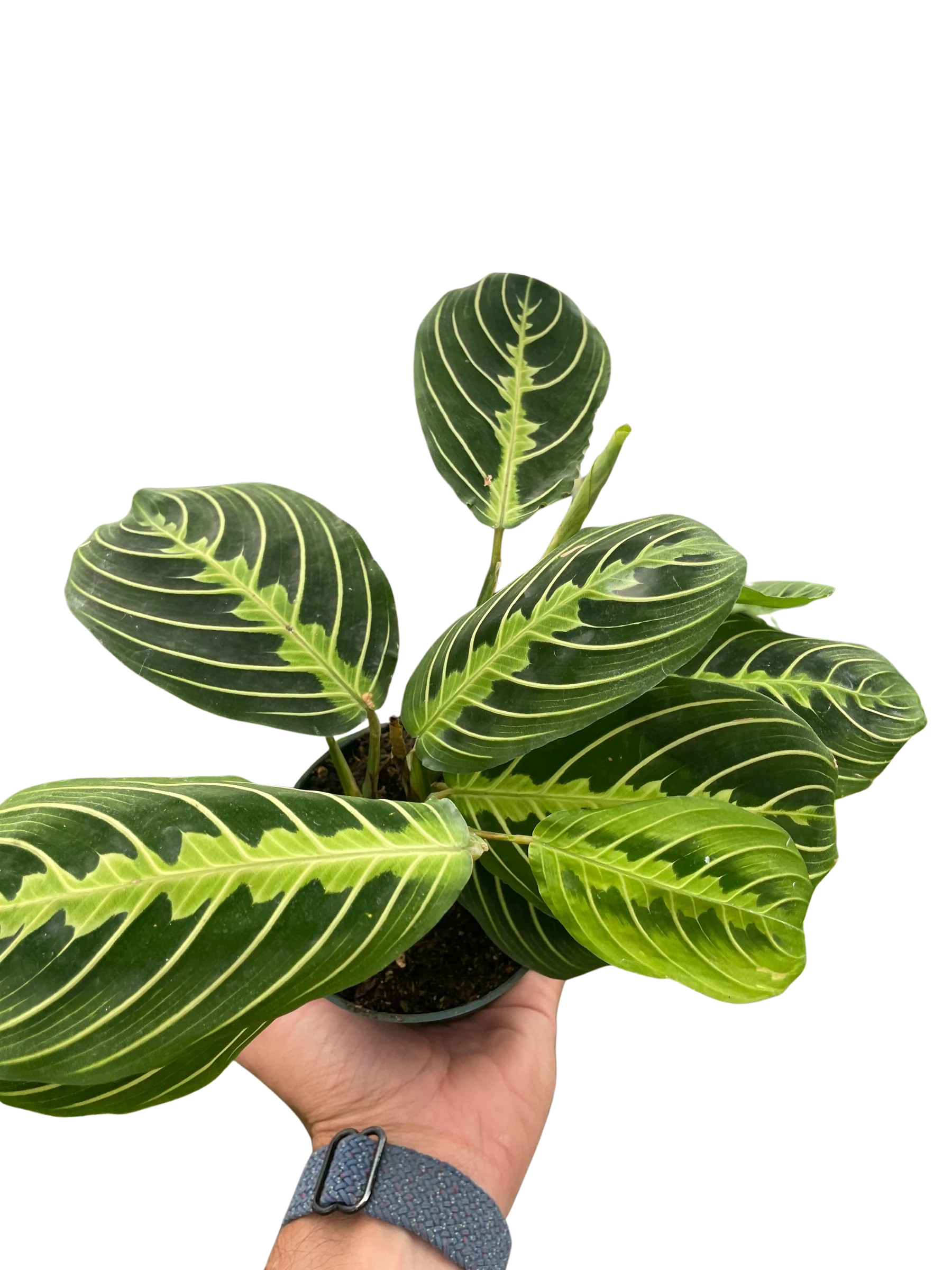 Lemon Lime Prayer Plant, Maranta Leuconeura 'Lemon Lime', Live Houseplant, Indoor Plant