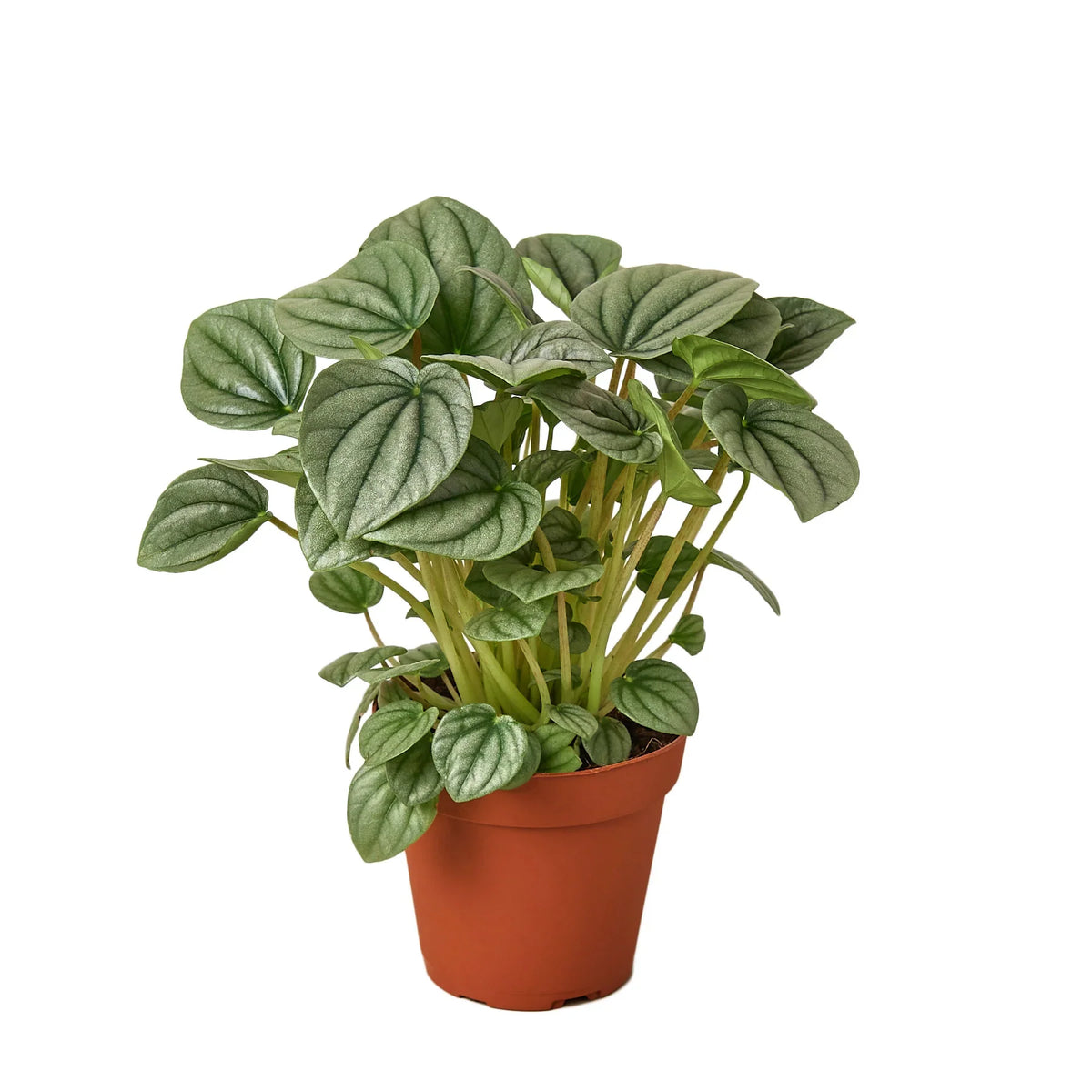 Peperomia 'Frost', Peperomia griseoargentea, Live Houseplant, Potted Plant