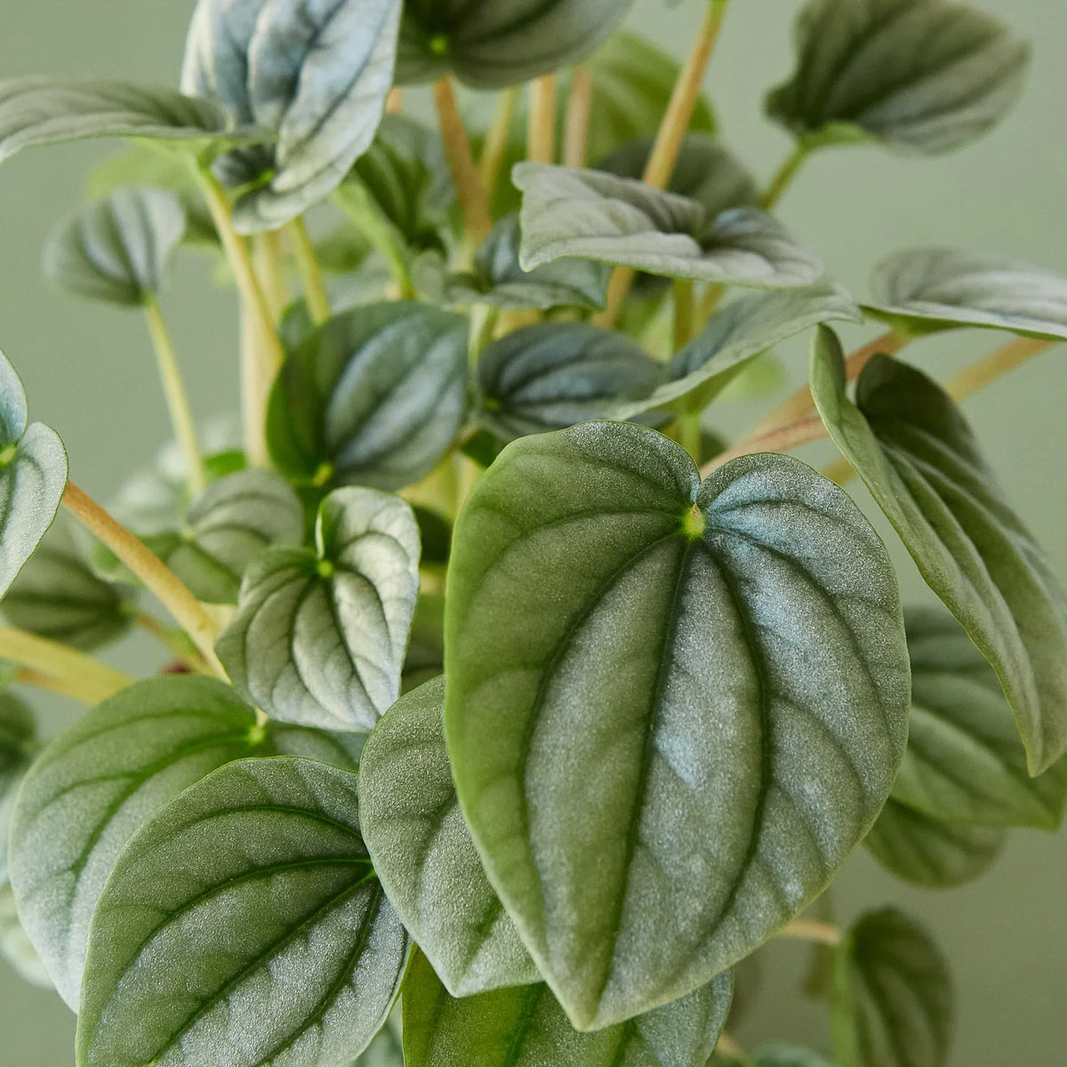 Peperomia 'Frost', Peperomia griseoargentea, Live Houseplant, Potted Plant