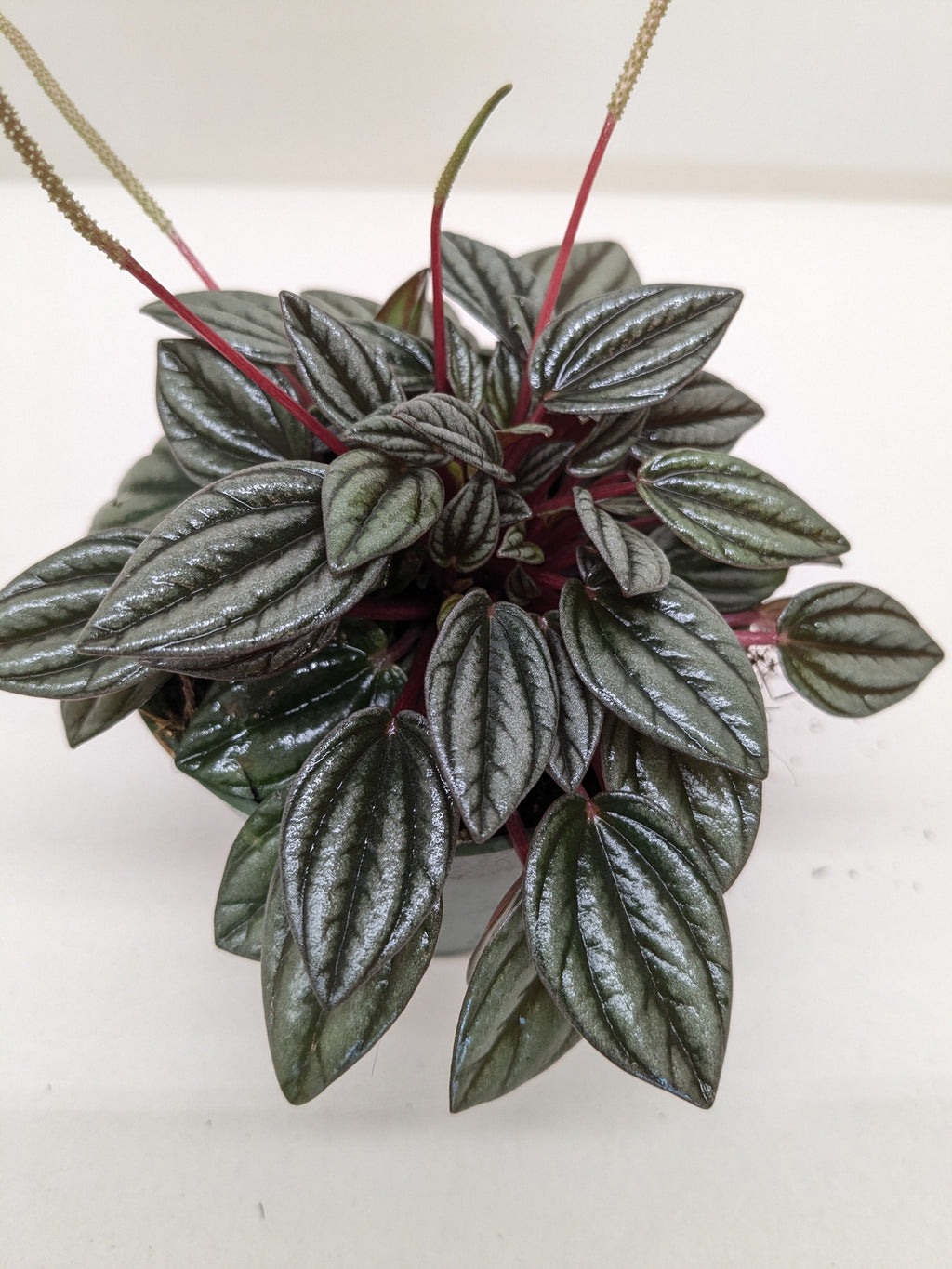 Peperomia 'San Marino'