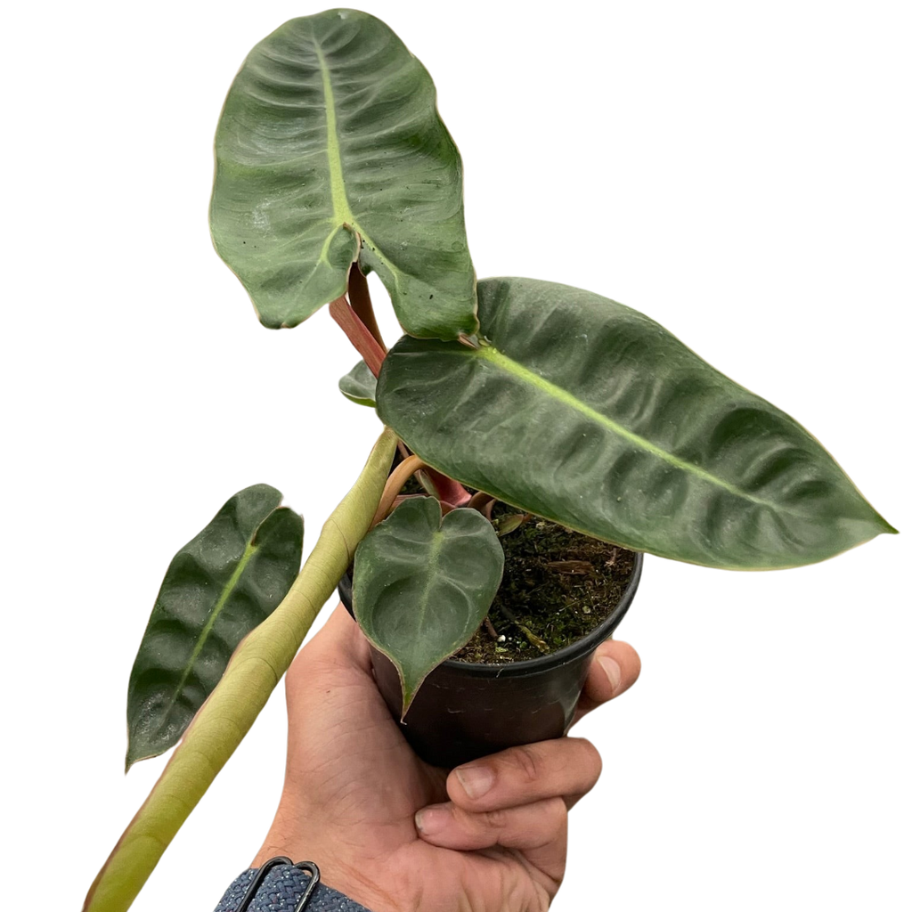 Philodendron Billietiae, Live Houseplant, Potted Plant