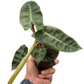 Philodendron Billietiae, Live Houseplant, Potted Plant