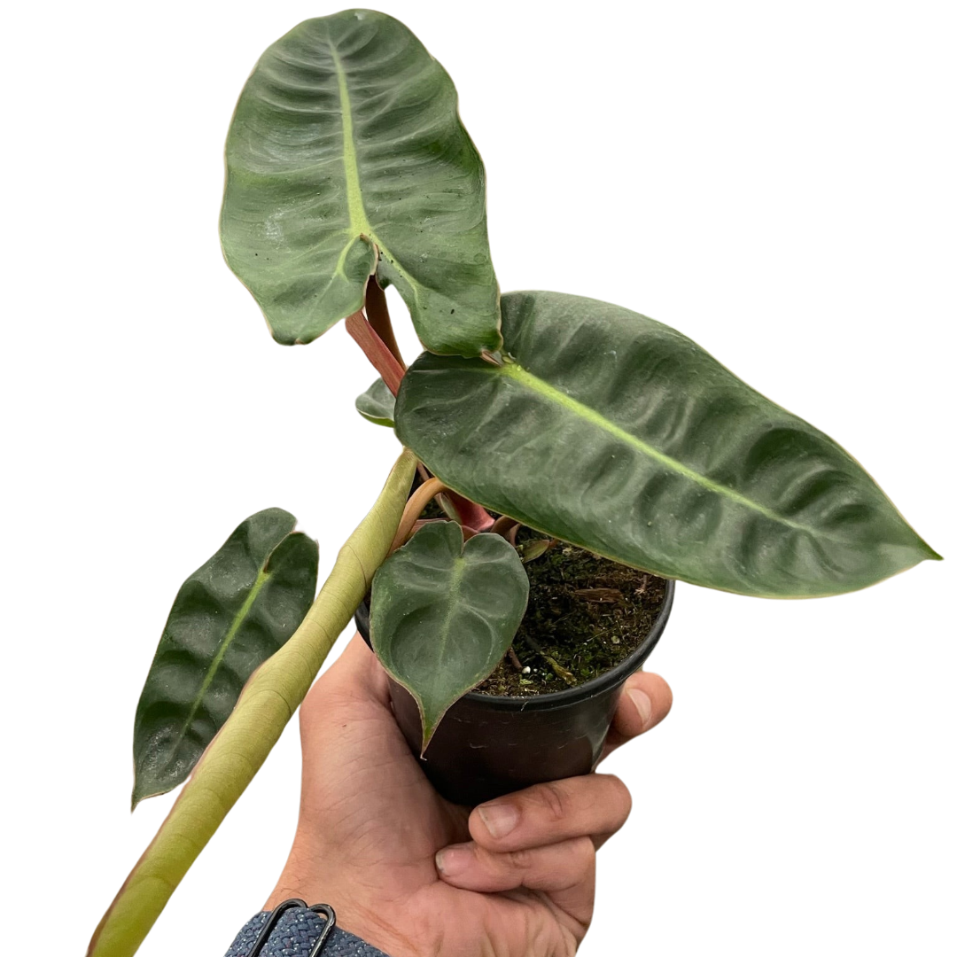 Philodendron Billietiae, Live Houseplant, Potted Plant