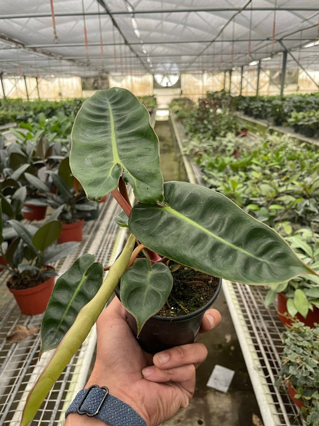 Philodendron Billietiae, Live Houseplant, Potted Plant