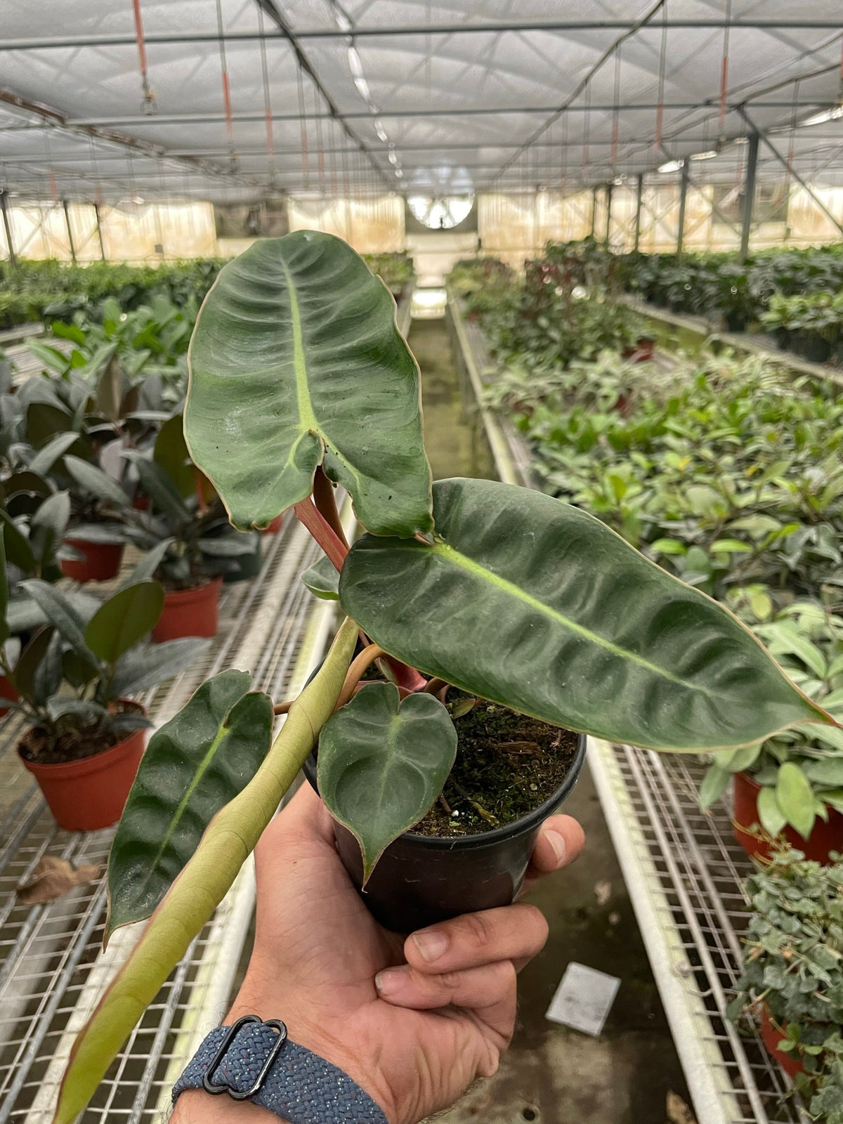 Philodendron Billietiae, Live Houseplant, Potted Plant