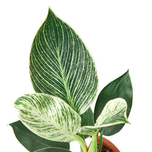 Philodendron 'Birkin', Live Houseplant, Indoor Plant