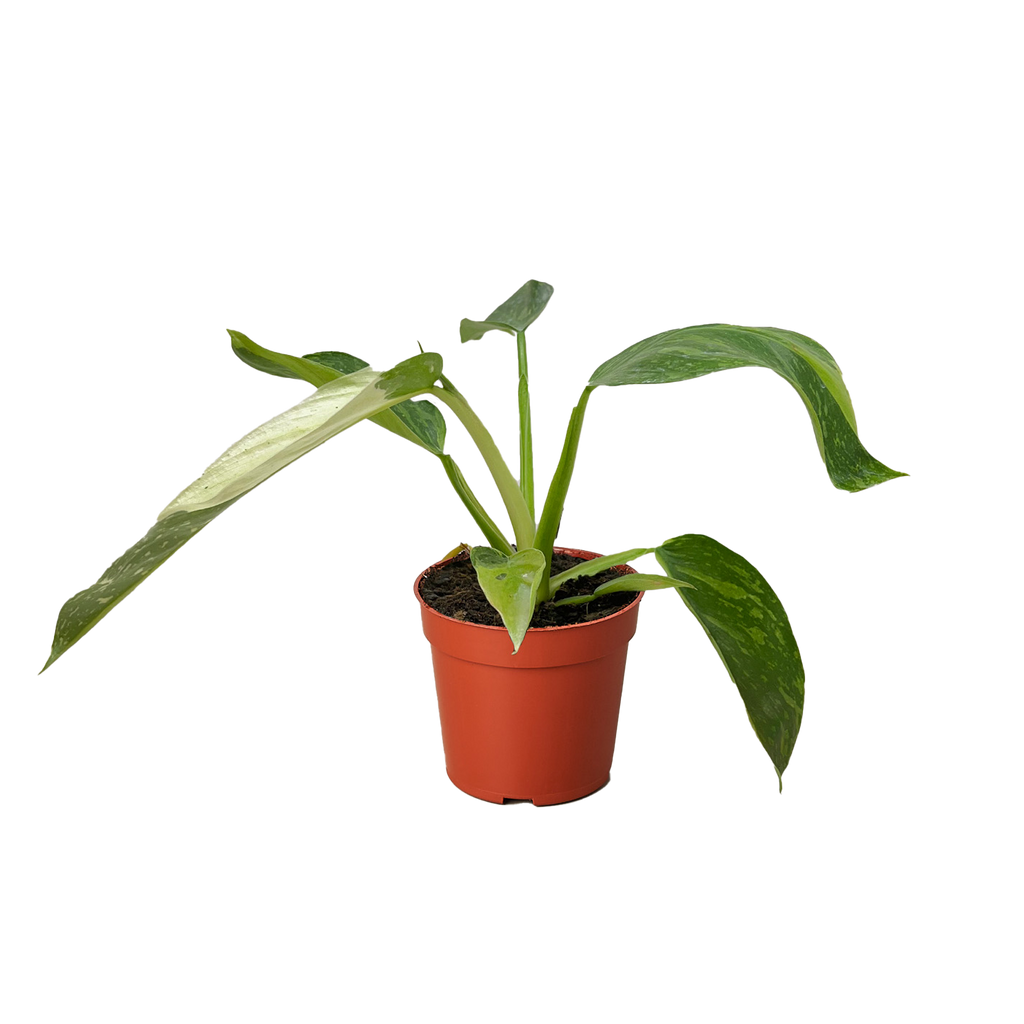 Philodendron 'Jose Bueno', Philodendron imbe var. ilsemanii, Live Houseplant, Potted Plant