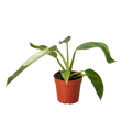 Philodendron 'Jose Bueno', Philodendron imbe var. ilsemanii, Live Houseplant, Potted Plant
