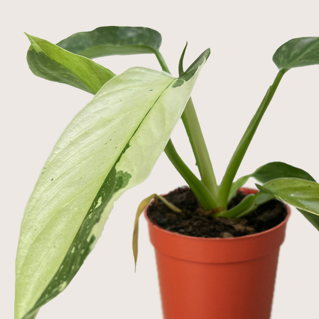 Philodendron 'Jose Bueno', Philodendron imbe var. ilsemanii, Live Houseplant, Potted Plant