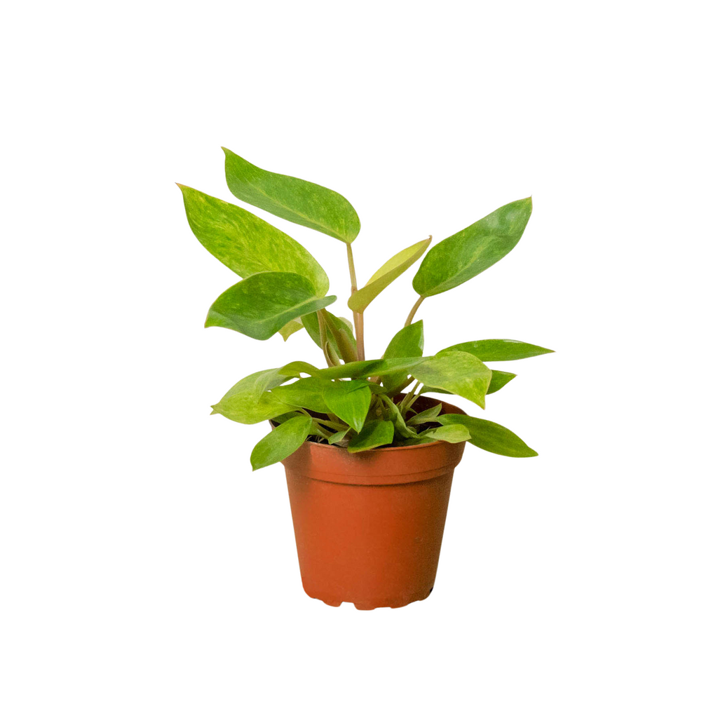Philodendron 'Painted Lady', Philodendron Erubescens 'Painted Lady', Live Houseplant, Indoor Plant