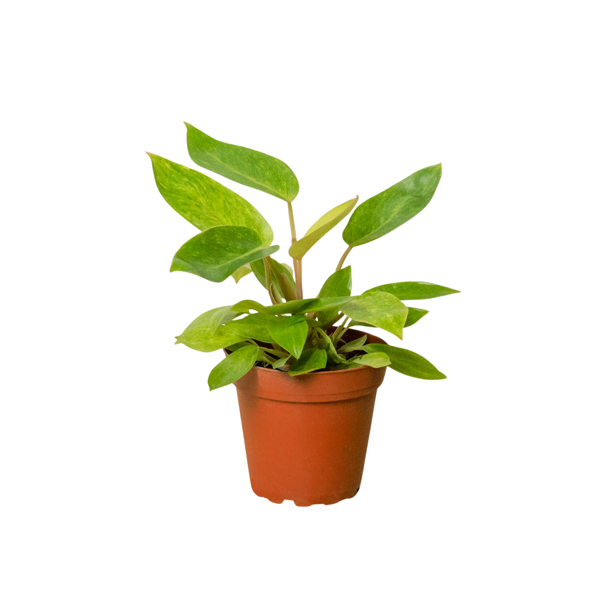 Philodendron 'Painted Lady', Philodendron Erubescens 'Painted Lady', Live Houseplant, Indoor Plant