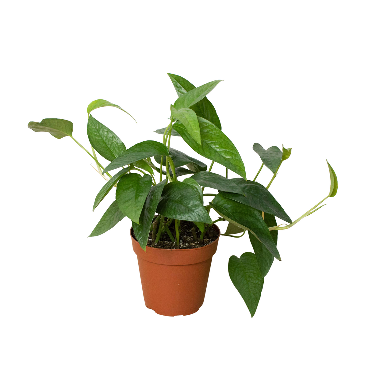 Pothos 'Cebu Blue', Epipremnum Pinnatum 'Cebu Blue', Live Houseplant, Indoor Plant