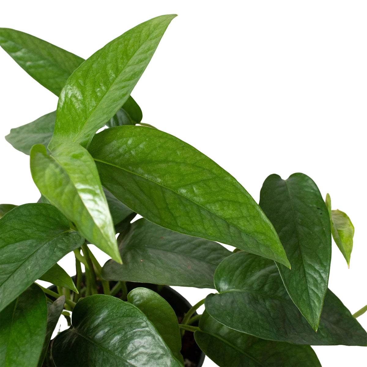 Pothos 'Cebu Blue', Epipremnum Pinnatum 'Cebu Blue', Live Houseplant, Indoor Plant