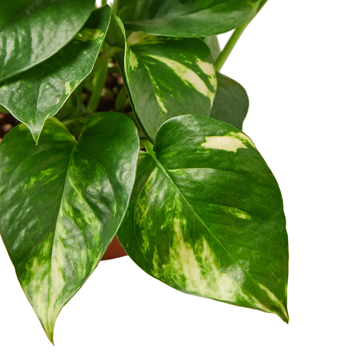 11+ Where To Buy Pothos Misfits and Matcha Plant Shop