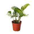 Pothos 'Manjula', Epipremnum aureum ‘Manjula’, Live Houseplant, Potted Plant
