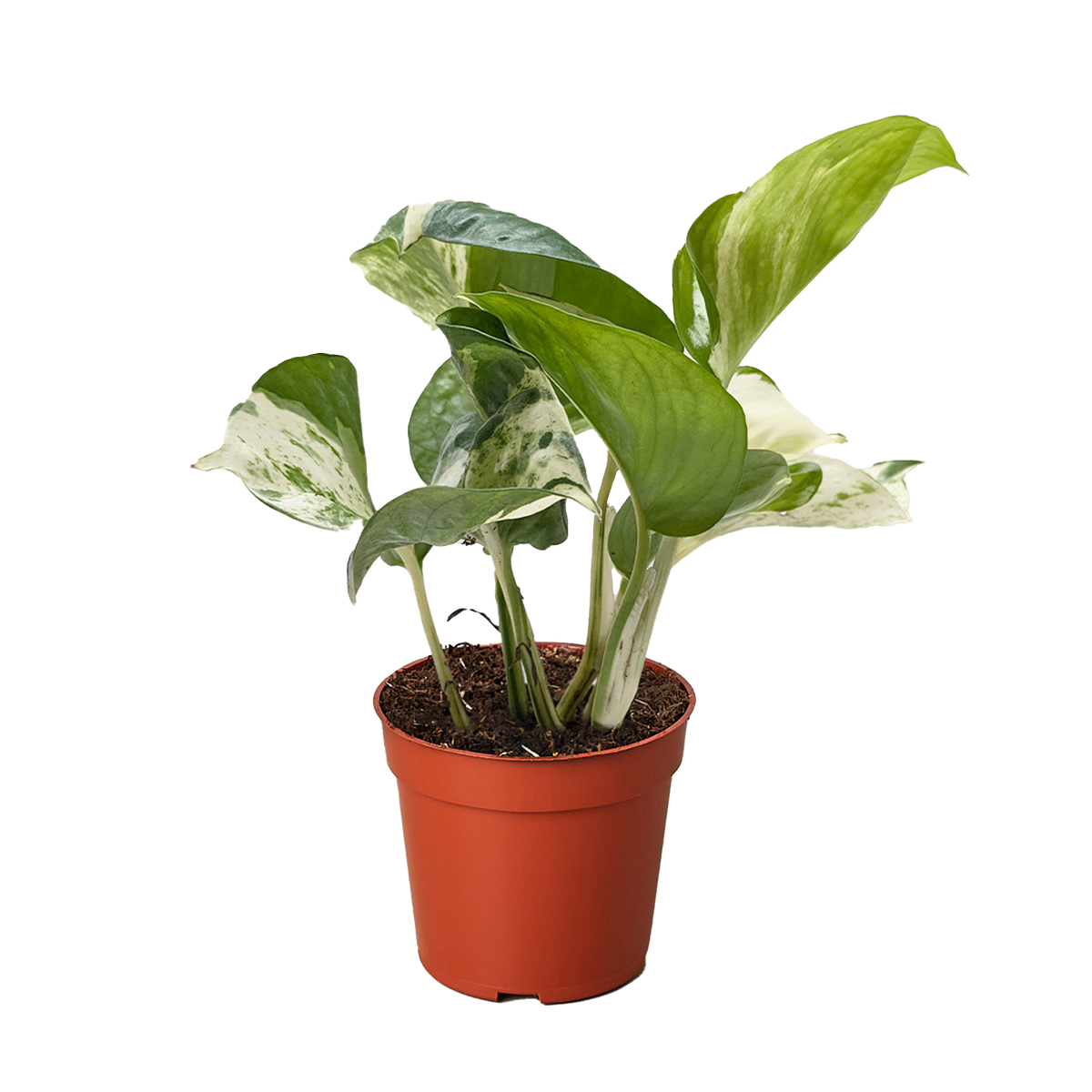 Pothos 'Manjula', Epipremnum aureum ‘Manjula’, Live Houseplant, Potted Plant