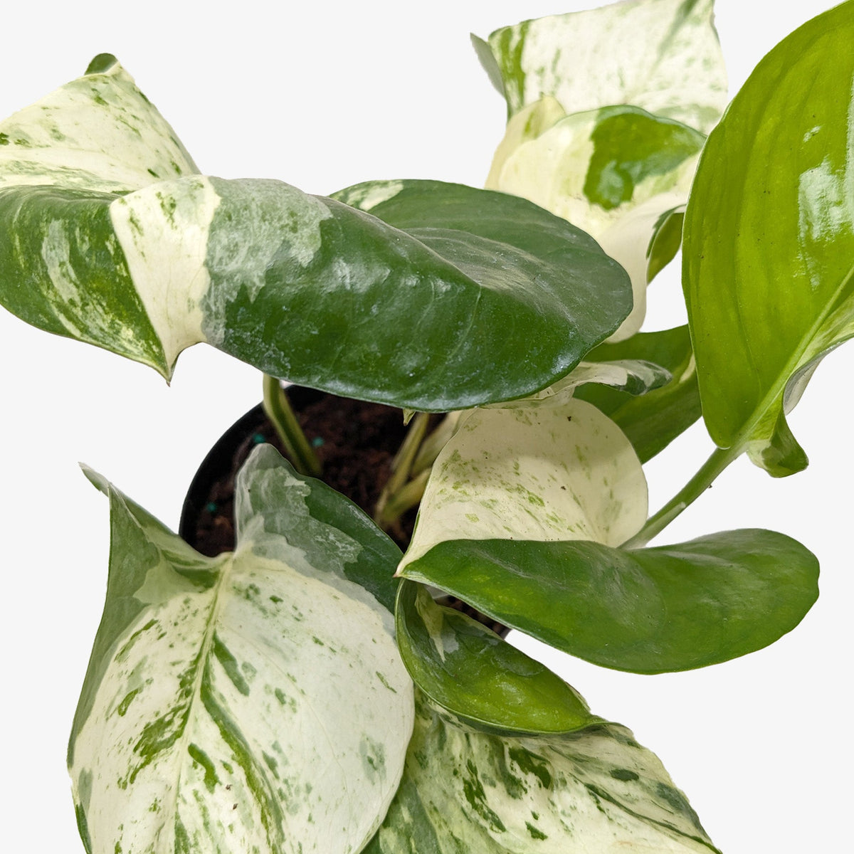 Pothos 'Manjula', Epipremnum aureum ‘Manjula’, Live Houseplant, Potted Plant