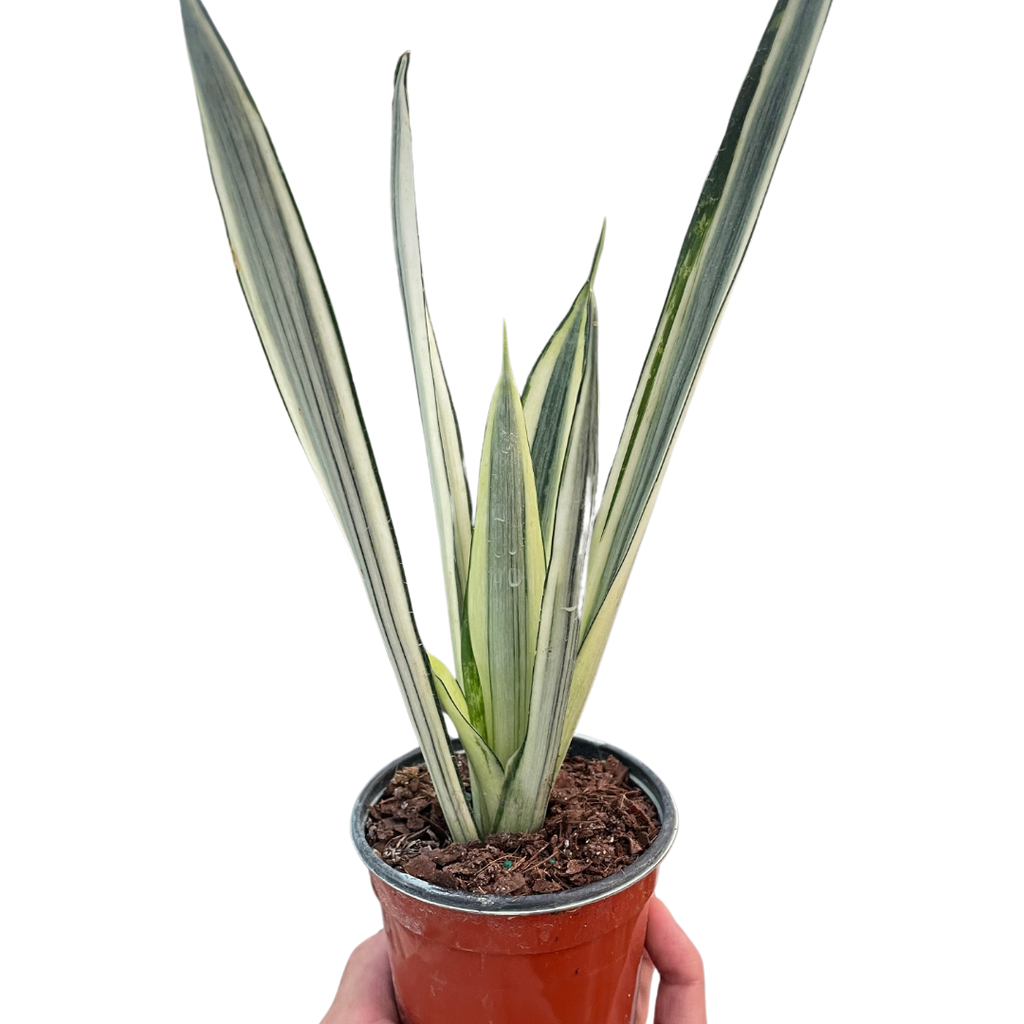 Snake Plant 'Bantel's Sensation', Sansevieria, Live Houseplant, Potted Plant