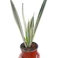 Snake Plant 'Bantel's Sensation', Sansevieria, Live Houseplant, Potted Plant