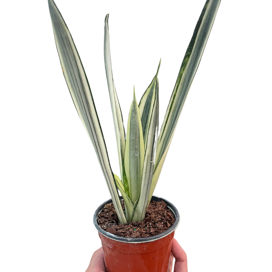 Snake Plant 'Bantel's Sensation', Sansevieria, Live Houseplant, Potted Plant