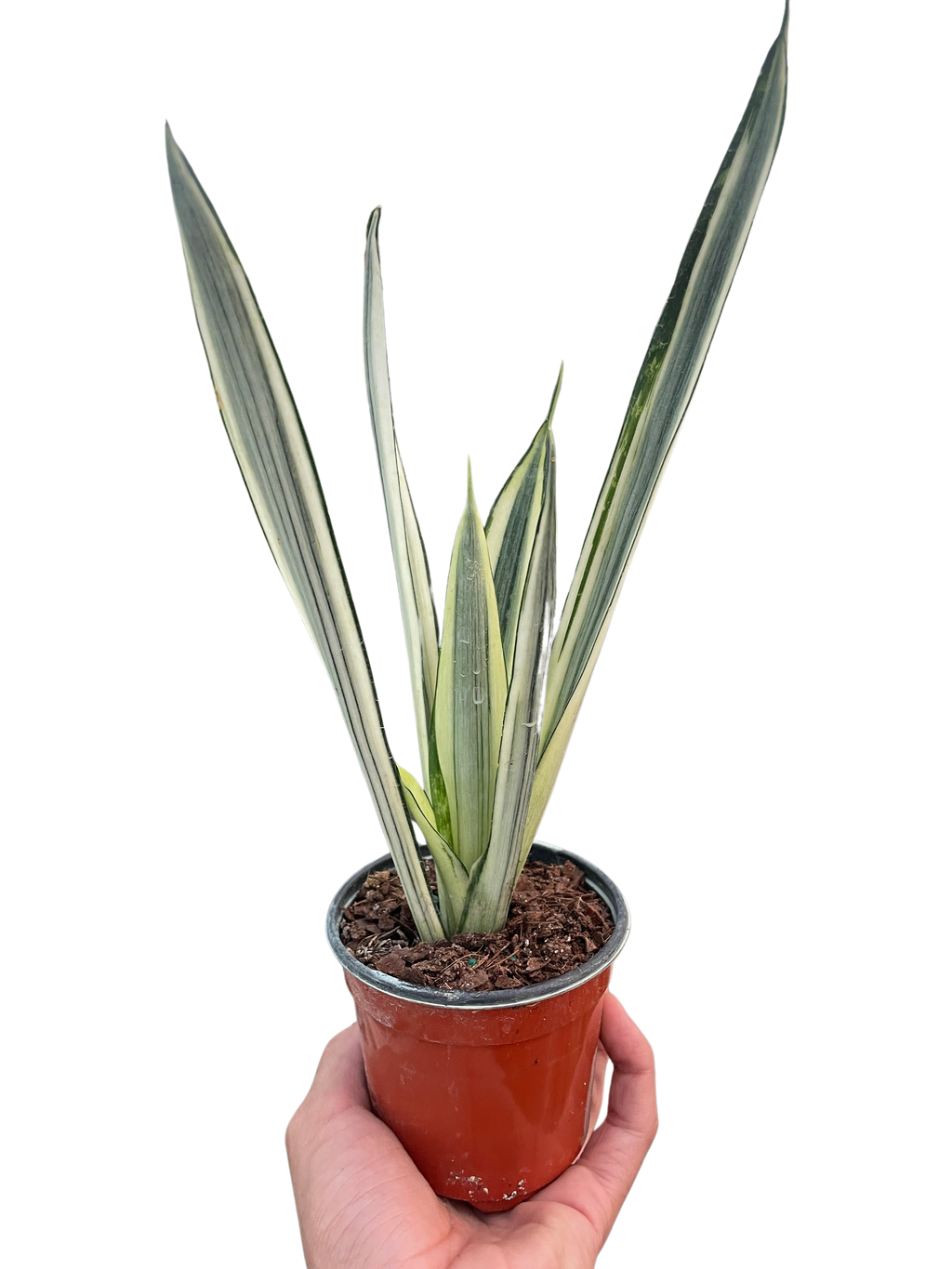 Snake Plant 'Bantel's Sensation', Sansevieria, Live Houseplant, Potted Plant