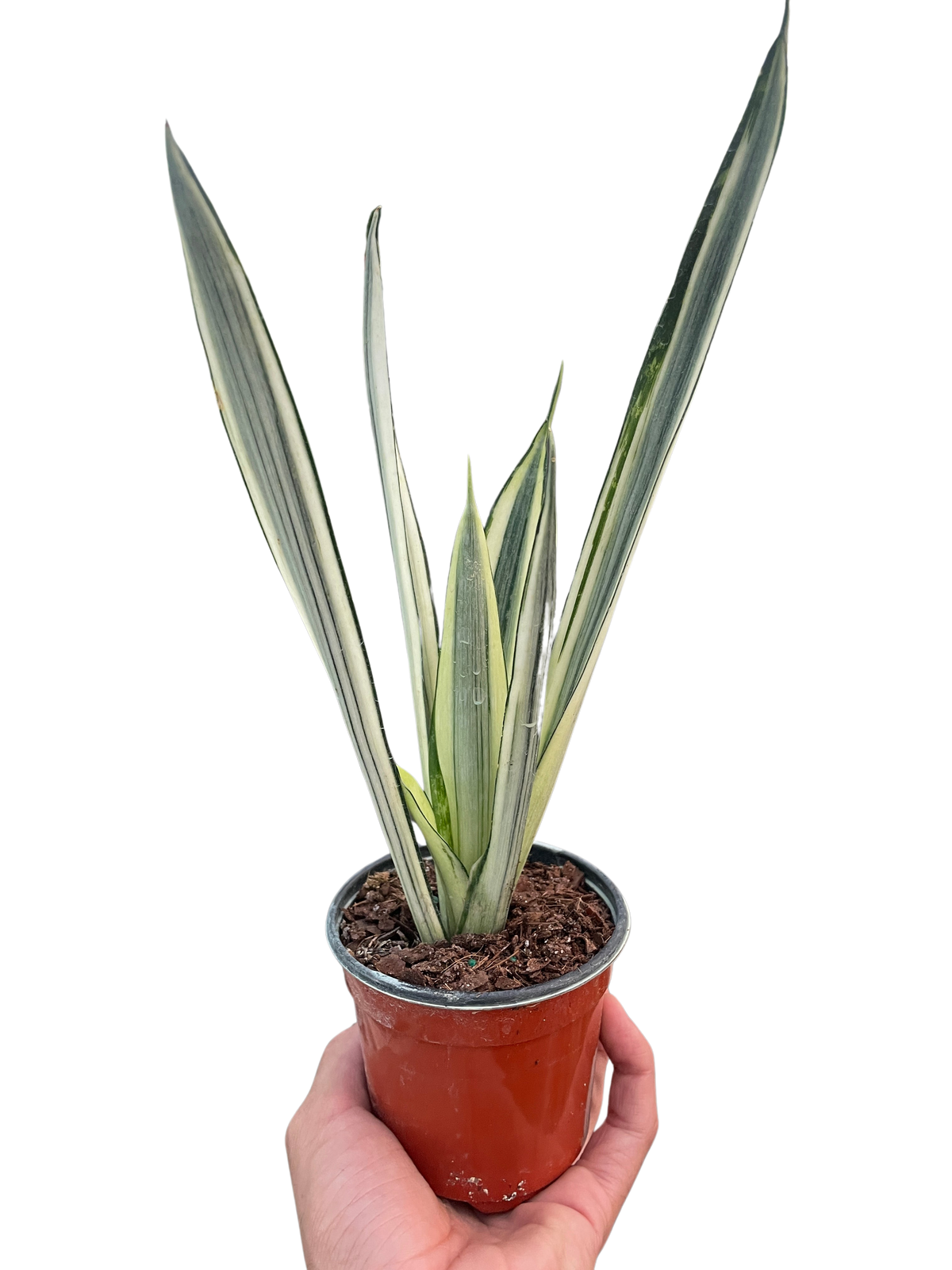 Snake Plant 'Bantel's Sensation', Sansevieria, Live Houseplant, Potted Plant