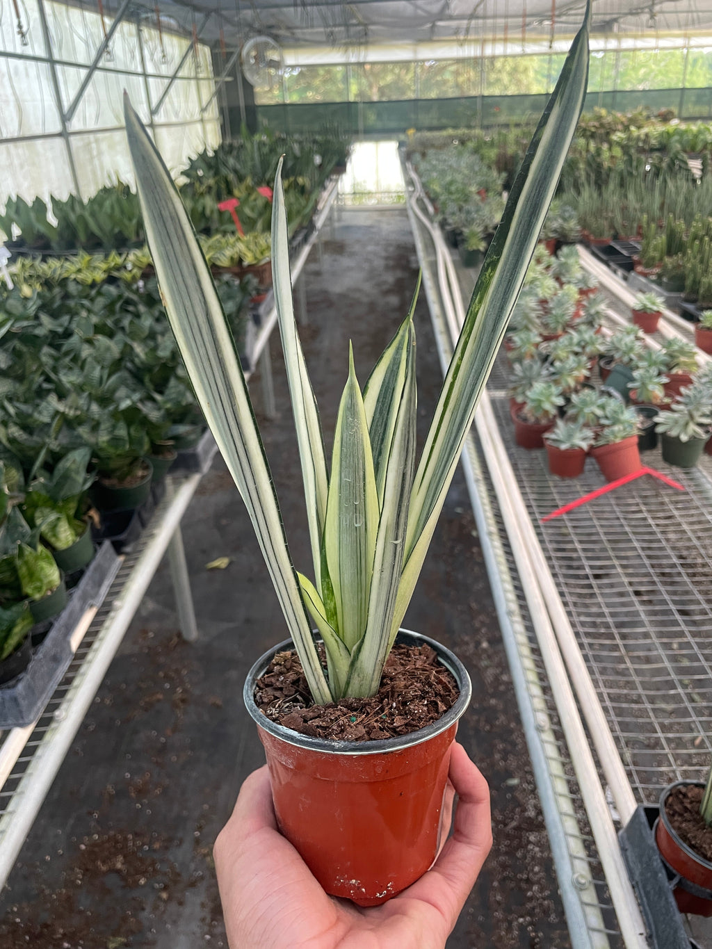 Snake Plant 'Bantel's Sensation', Sansevieria, Live Houseplant, Potted Plant