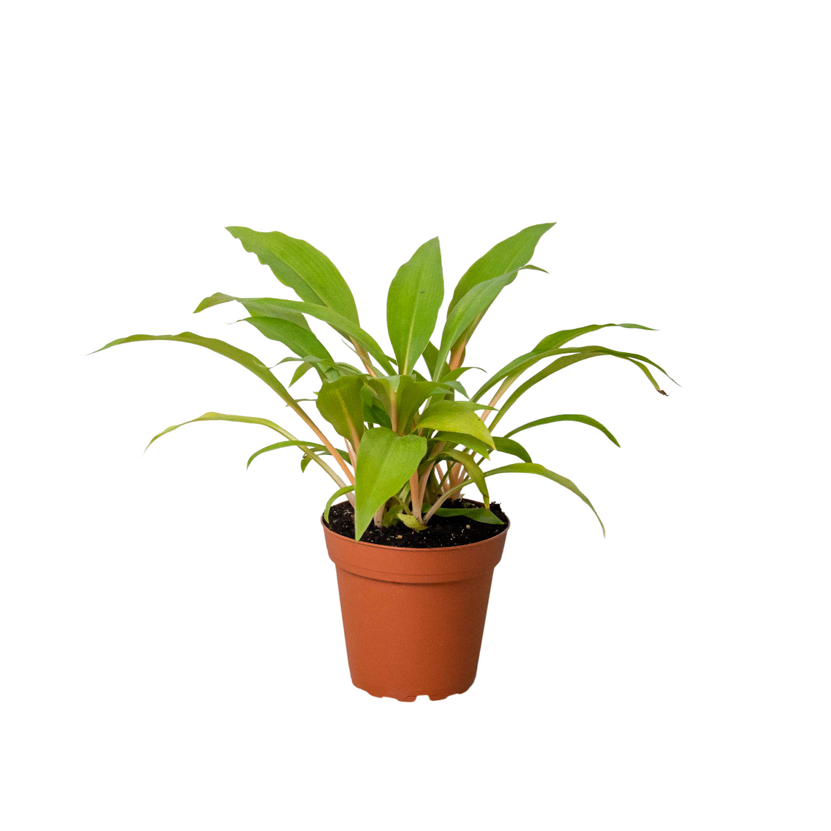 Spider Plant 'Fire Flash', Chlorophytum amaniense, Live Houseplant, Potted Plant