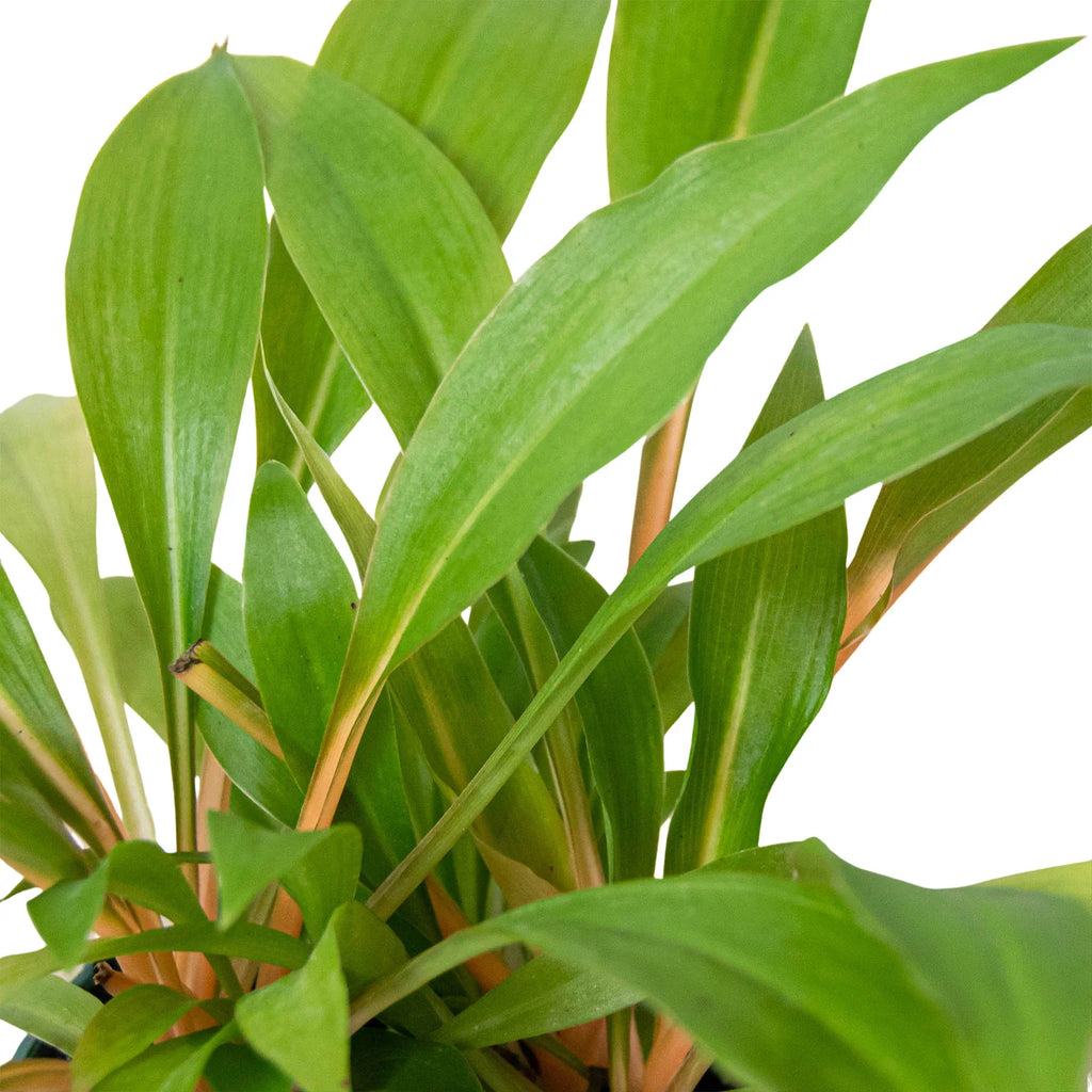 Spider Plant 'Fire Flash', Chlorophytum amaniense, Live Houseplant, Potted Plant