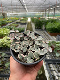 Variegated String of Hearts, Ceropegia woodii, Live Potted Succulent, Live Indoor Plant