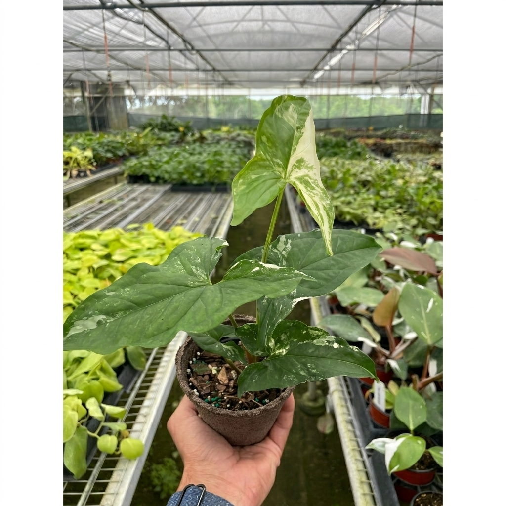 Syngonium 'Albo Variegata', 4 Inch Arrowhead Plant, Arrowhead Vine, Syngonium podophyllum albo-variegatum, Live Houseplant, Potted Plant