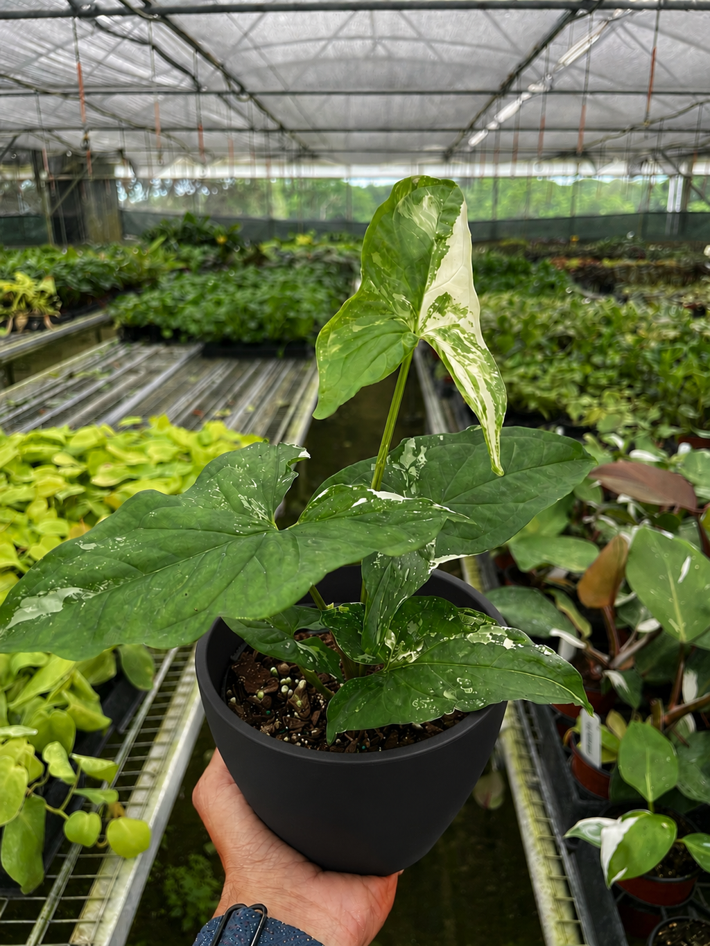 Syngonium 'Albo Variegata', 4 Inch Arrowhead Plant, Arrowhead Vine, Syngonium podophyllum albo-variegatum, Live Houseplant, Potted Plant