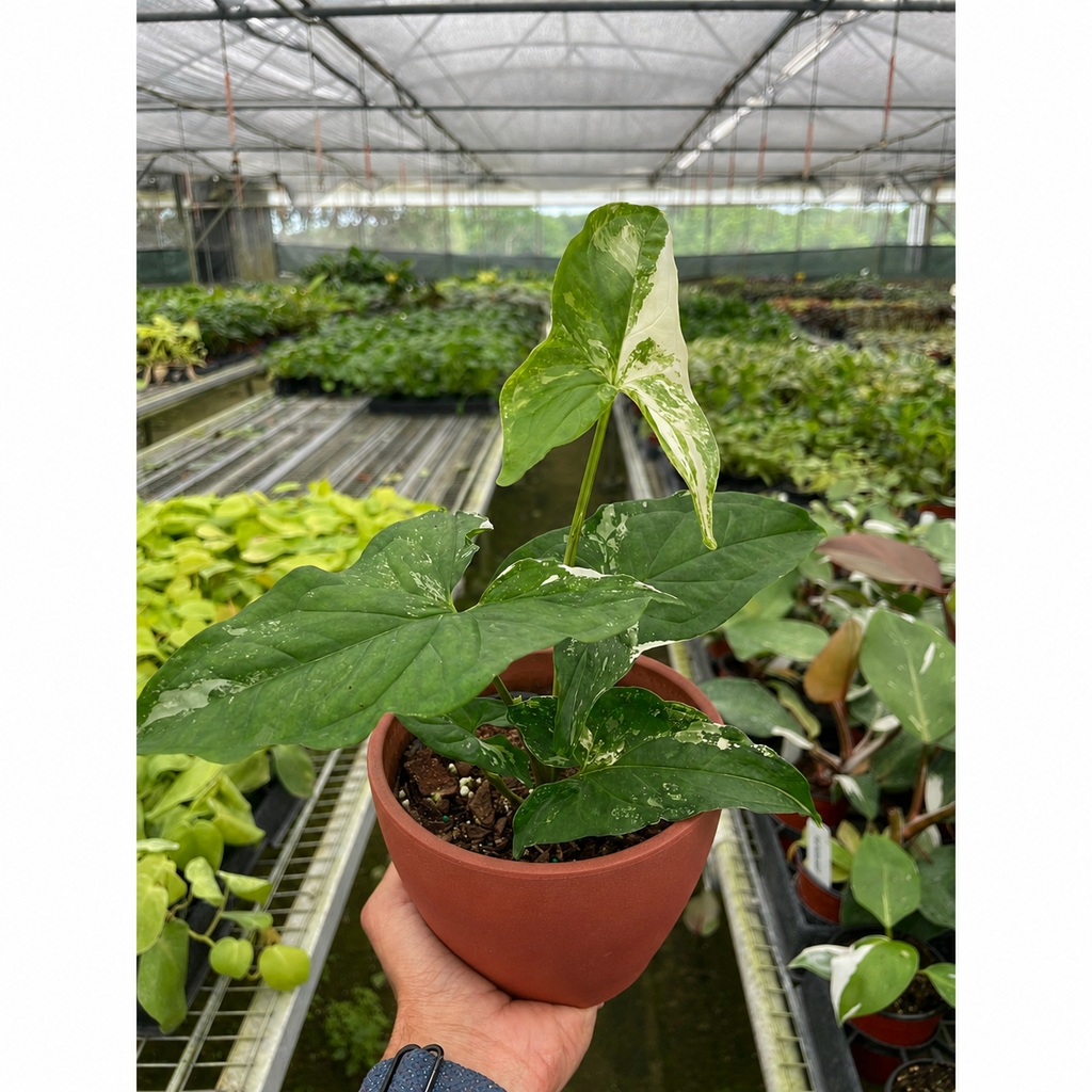 Syngonium 'Albo Variegata', 4 Inch Arrowhead Plant, Arrowhead Vine, Syngonium podophyllum albo-variegatum, Live Houseplant, Potted Plant