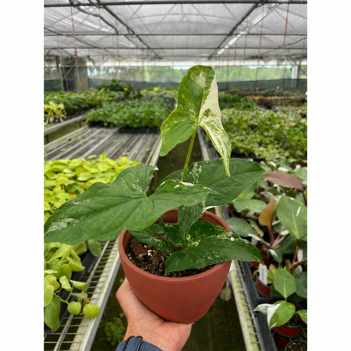 Syngonium 'Albo Variegata', 4 Inch Arrowhead Plant, Arrowhead Vine, Syngonium podophyllum albo-variegatum, Live Houseplant, Potted Plant