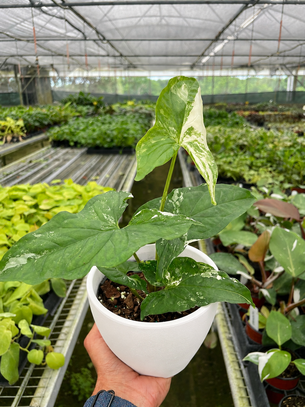 Syngonium 'Albo Variegata', 4 Inch Arrowhead Plant, Arrowhead Vine, Syngonium podophyllum albo-variegatum, Live Houseplant, Potted Plant