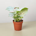 Syngonium 'Milk Confetti', Arrowhead Plant, Arrowhead Vine, Syngonium podophyllum 'Milk Confetti', Live Houseplant, Indoor Plant