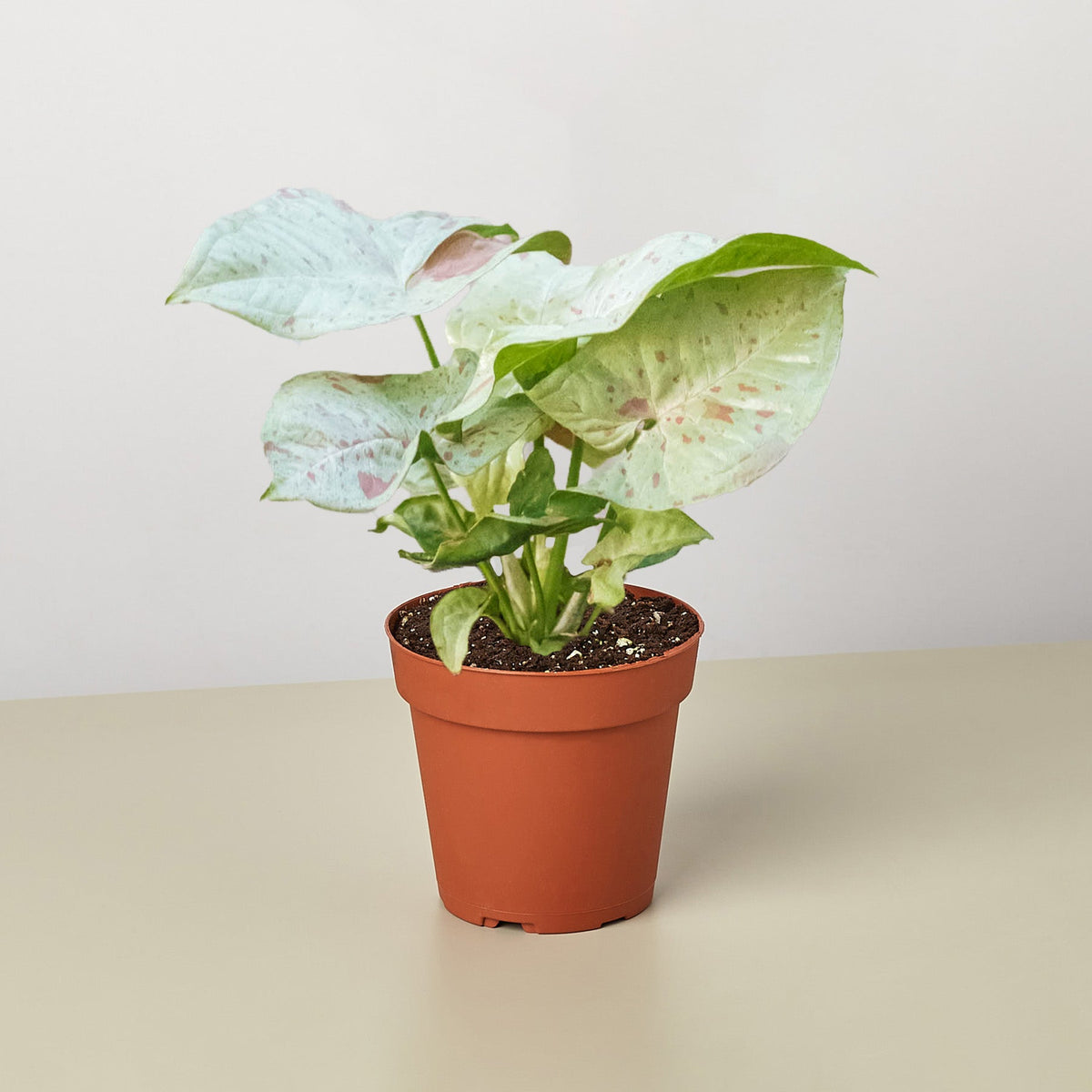Syngonium 'Milk Confetti', Arrowhead Plant, Arrowhead Vine, Syngonium podophyllum 'Milk Confetti', Live Houseplant, Indoor Plant