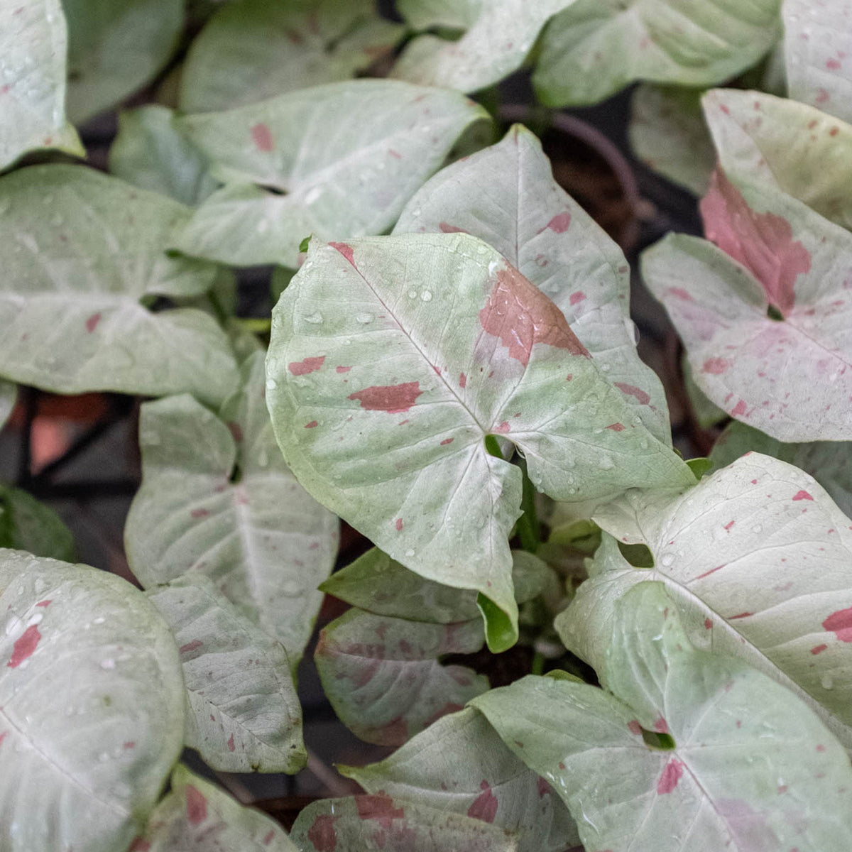 Syngonium 'Milk Confetti', Arrowhead Plant, Arrowhead Vine, Syngonium podophyllum 'Milk Confetti', Live Houseplant, Indoor Plant