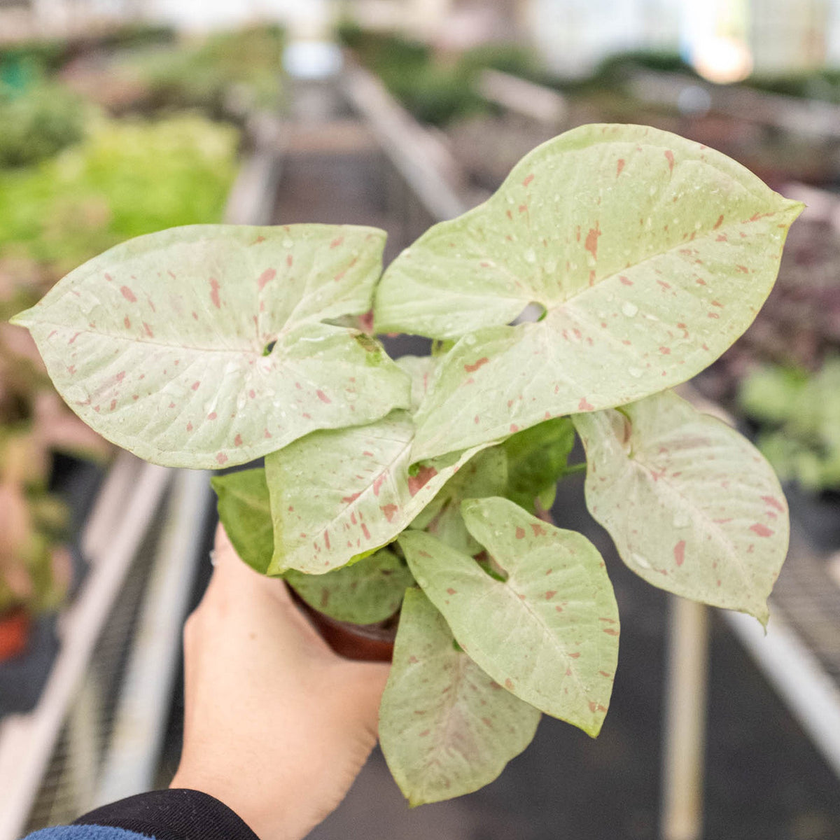 Syngonium 'Milk Confetti', Arrowhead Plant, Arrowhead Vine, Syngonium podophyllum 'Milk Confetti', Live Houseplant, Indoor Plant