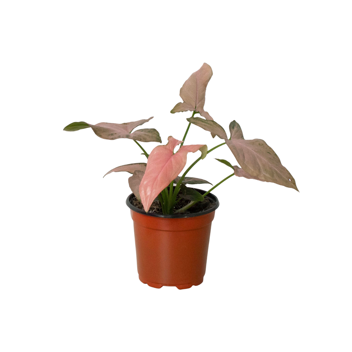 Syngonium 'Pink Splash', Arrowhead Plant, Arrowhead Vine, Syngonium podophyllum 'Pink Splash', Live Houseplant, Potted Plant
