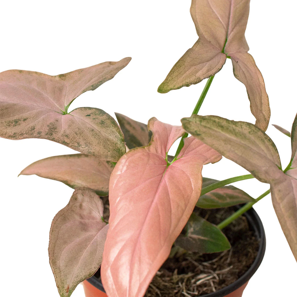 Syngonium 'Pink Splash', Arrowhead Plant, Arrowhead Vine, Syngonium podophyllum 'Pink Splash', Live Houseplant, Potted Plant