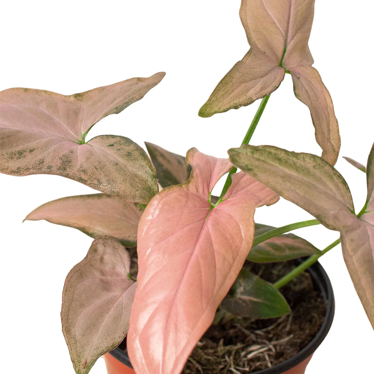 Syngonium 'Pink Splash', Arrowhead Plant, Arrowhead Vine, Syngonium podophyllum 'Pink Splash', Live Houseplant, Potted Plant