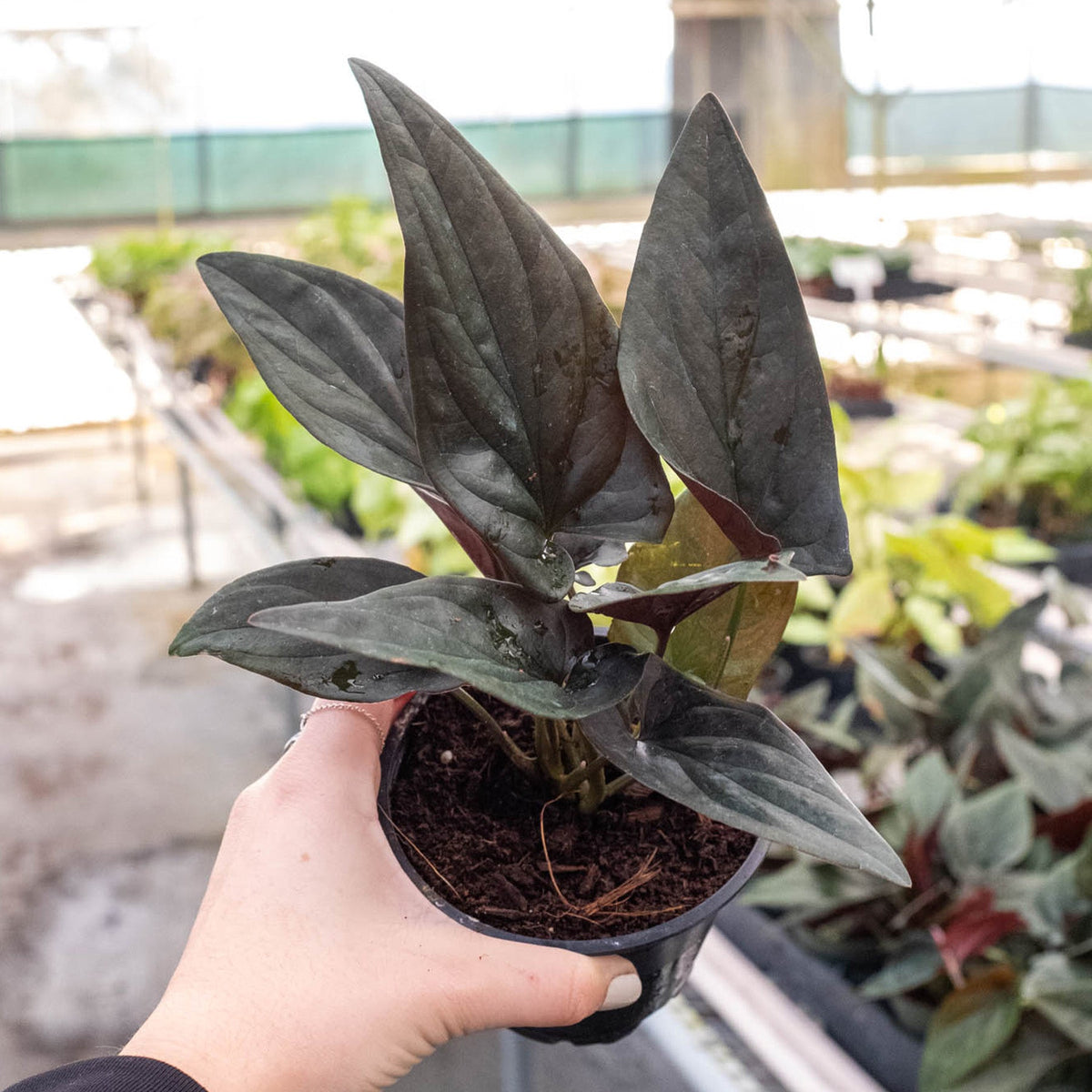 Syngonium 'Red Arrow', Arrowhead Plant, Arrowhead Vine, Syngonium erythrophyllum 'Red Arrow', Live Houseplant, Potted Plant
