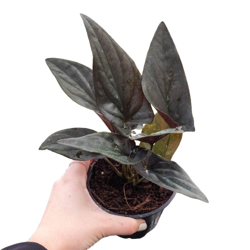 Syngonium 'Red Arrow', Arrowhead Plant, Arrowhead Vine, Syngonium erythrophyllum 'Red Arrow', Live Houseplant, Potted Plant