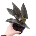 Syngonium 'Red Arrow', Arrowhead Plant, Arrowhead Vine, Syngonium erythrophyllum 'Red Arrow', Live Houseplant, Potted Plant