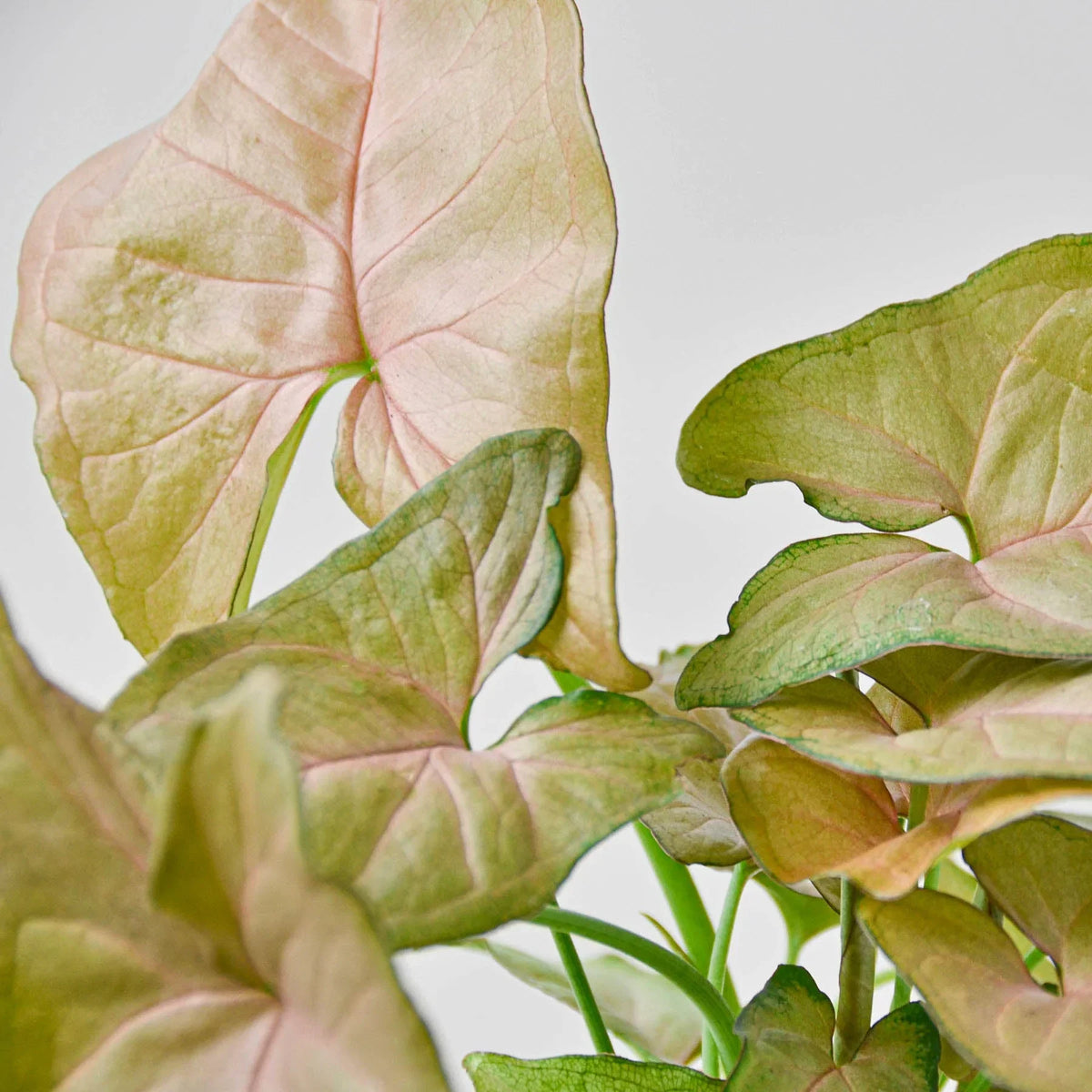 Syngonium 'Strawberry', Syngonium podophyllum 'Strawberry', Arrowhead Plant, Arrowhead Vine, Live Houseplant, Potted Plant
