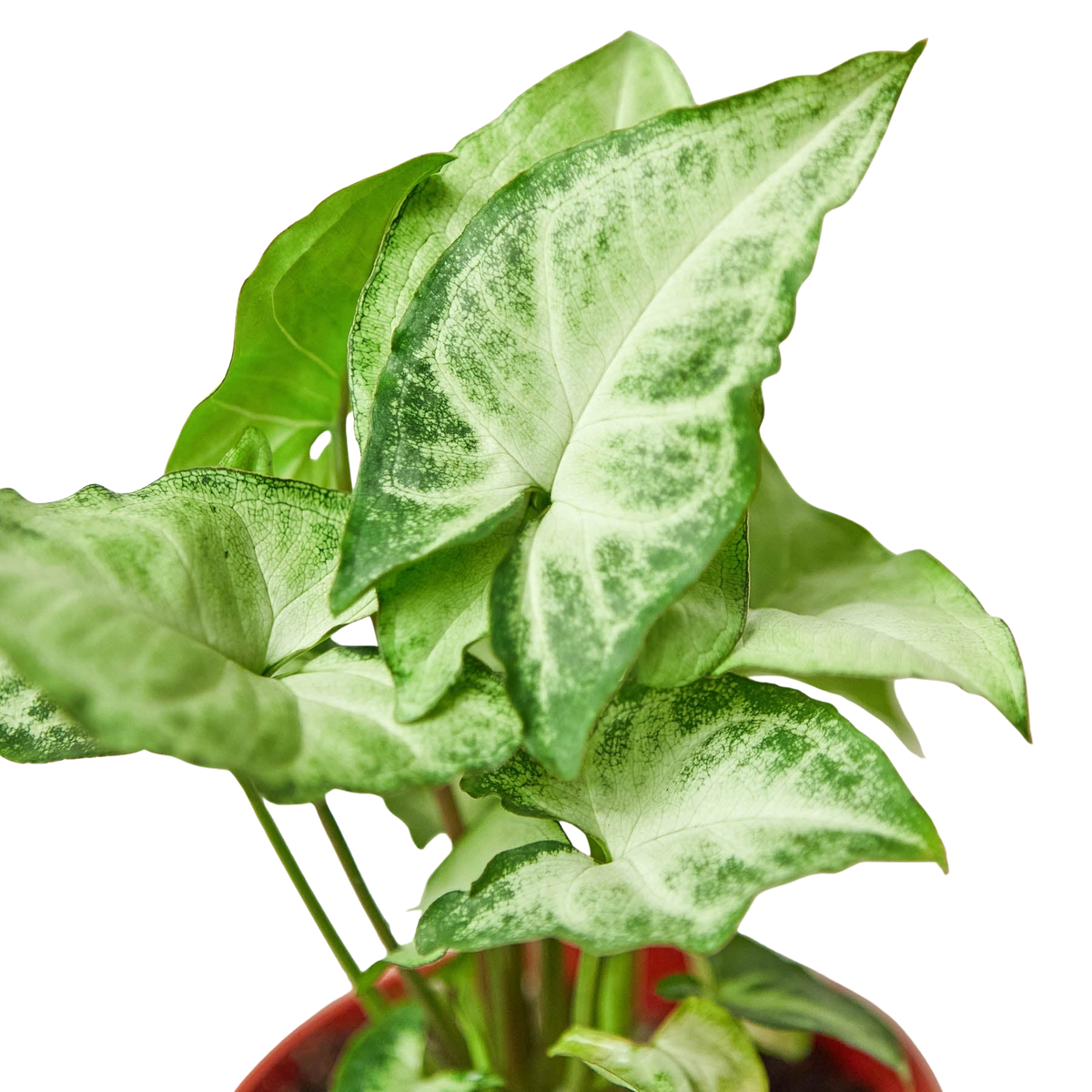 Syngonium 'White Butterfly', Arrowhead Plant, Arrowhead Vine, Syngonium podophyllum 'White Butterfly', Live Houseplant, Potted Plant