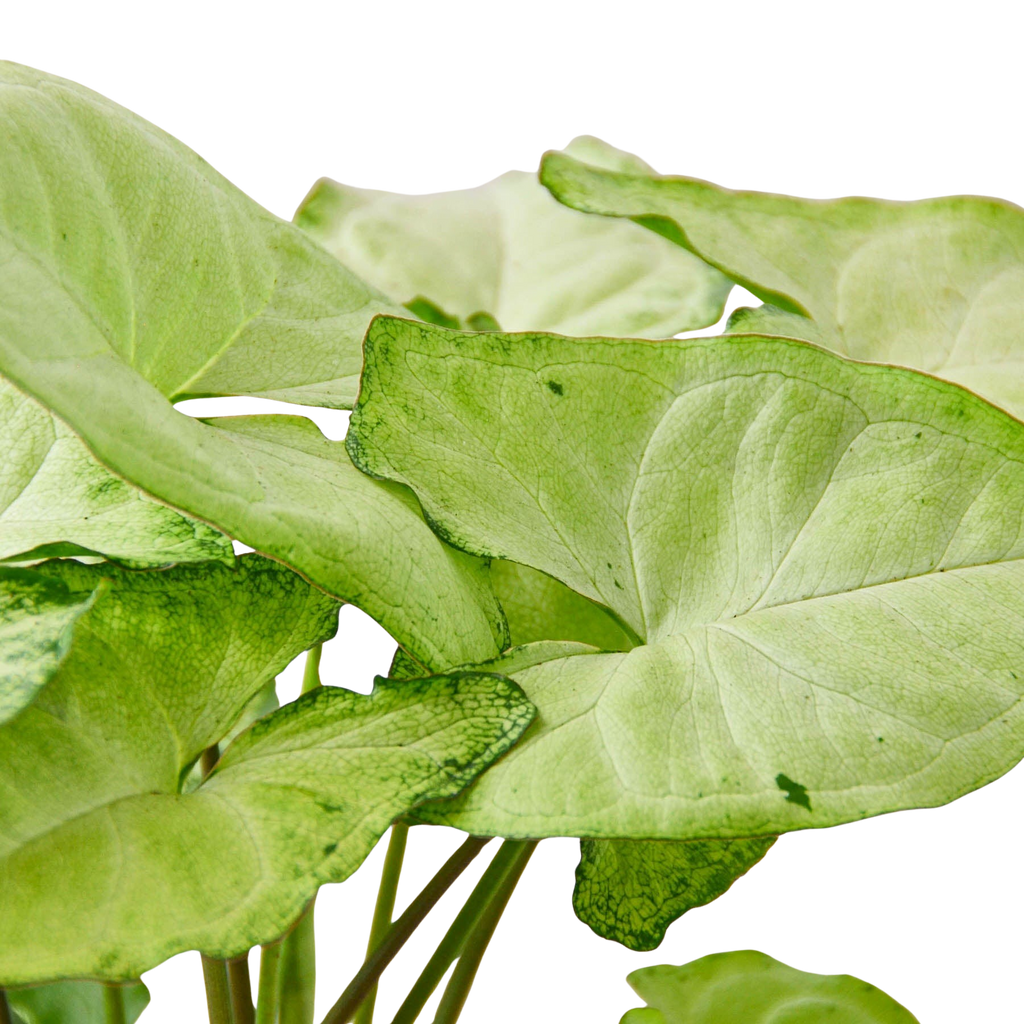 Syngonium 'White Butterfly', Arrowhead Plant, Arrowhead Vine, Syngonium podophyllum 'White Butterfly', Live Houseplant, Potted Plant